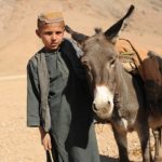 Afghan donkey