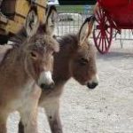 Algerian Donkey