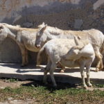 Asinara donkey (Asino dell’Asinara)