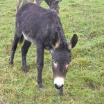 Asno de las Encartaciones donkey