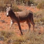 Australian donkey