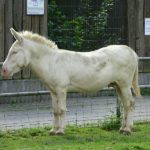 Barockesel - Austrian-Hungarian white Donkey