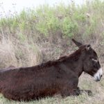 Bulgarian donkey