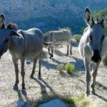 Burro - small donkey of mexico