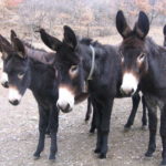Catalan donkey (Catalana)