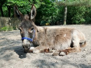 Froukje mini ezel ezelopvang donkey sanctuary