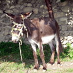Georgian Ass Donkey