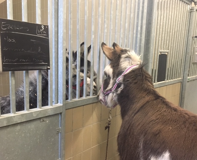 Goofert was op bezoek bij de hoefsmit van de faculteit diergeneeskunde utrecht universiteit kliniek paarden