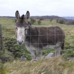 Irish Donkey