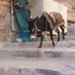 Jordanian donkey