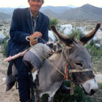 Kazakhskaya donkey