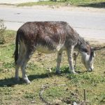 Kirgizskaya donkey