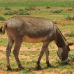 Masai donkey