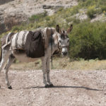 Merzifon donkey
