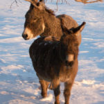 Miniature donkey USA