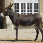Norman donkey (Âne Normand)