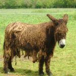 Poitou donkey (Baudet de Poitou), Poitevin
