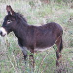 Pyrenean donkey (Âne des Pyrénées)