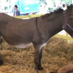 Romagnolo donkey (Asino Romagnolo)