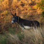 Romanian donkey
