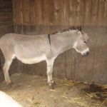 Thuringian Forest donkey