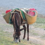 Tunisian donkey