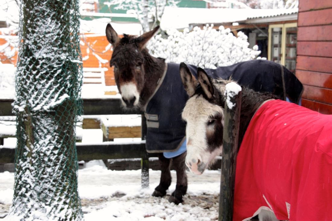 Kerstkaart van de ezels en muildieren en vrijwilligers van de ezelopvang stichting
