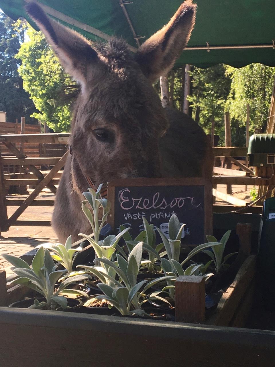 Donkey Sorbo Sanctuary Ezel opvang Open Dag