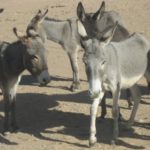 Âne du Gourma Mali Donkey